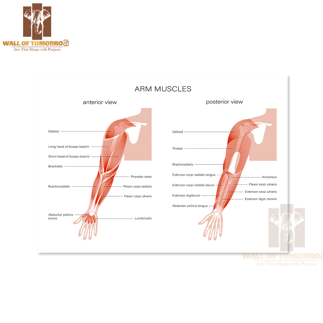 Human Biceps, Triceps Brachioradialis and Other Muscle of Arms Posterior and Anterior View Educational High Quality Unframed Poster Print & Waterproof Poster Print Wall Décor