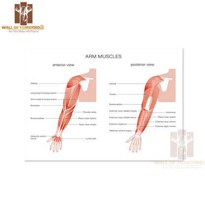 Human Biceps, Triceps Brachioradialis and Other Muscle of Arms Posterior and Anterior View Educational High Quality Unframed Poster Print & Waterproof Poster Print Wall Décor