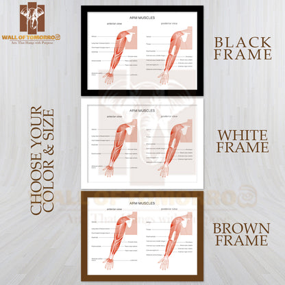Human Biceps, Triceps Brachioradialis and Other Muscle of Arms Posterior and Anterior View Educational High Quality Glass Frame Wall Décor