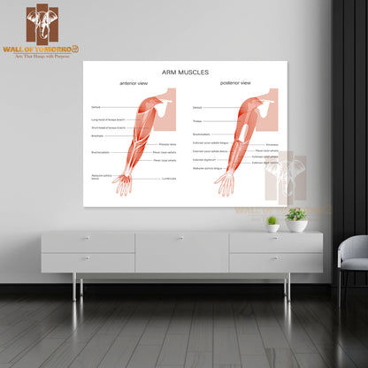 Human Biceps, Triceps Brachioradialis and Other Muscle of Arms Posterior and Anterior View Educational High Quality Unframed Poster Print & Waterproof Poster Print Wall Décor