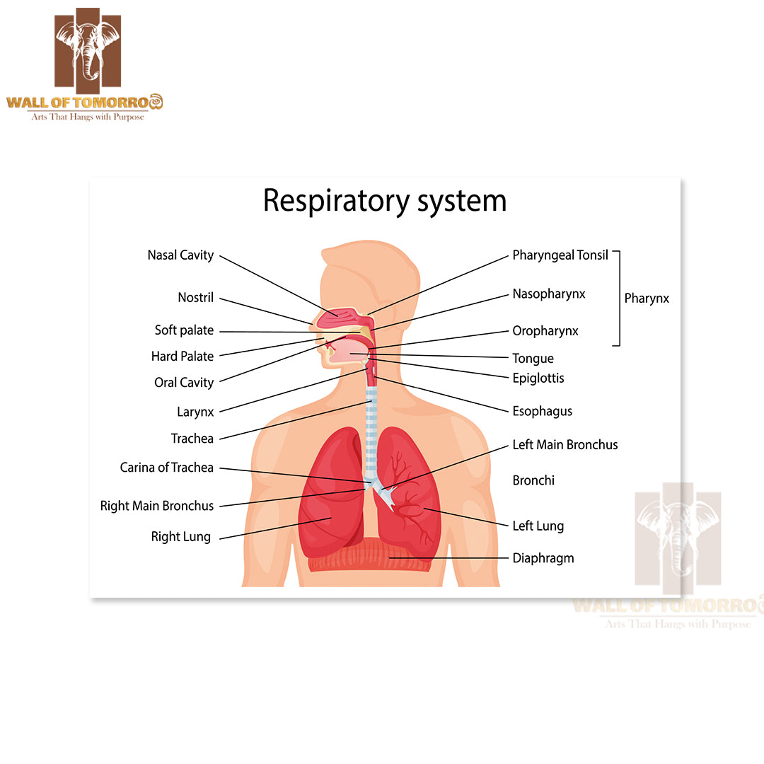 Human Respiratory System with Description of The Corresponding Parts Educational High Quality Unframed Poster Print & Waterproof Poster Print Wall Décor