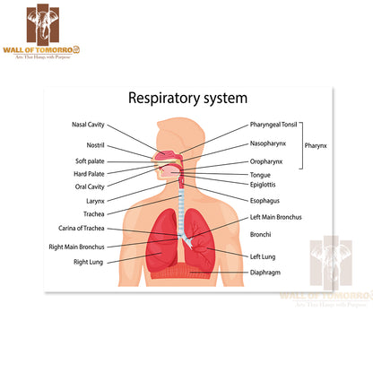 Human Respiratory System with Description of The Corresponding Parts Educational High Quality Unframed Poster Print & Waterproof Poster Print Wall Décor