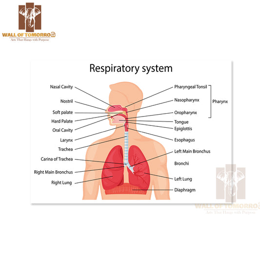 Human Respiratory System with Description of The Corresponding Parts Educational High Quality Unframed Poster Print & Waterproof Poster Print Wall Décor