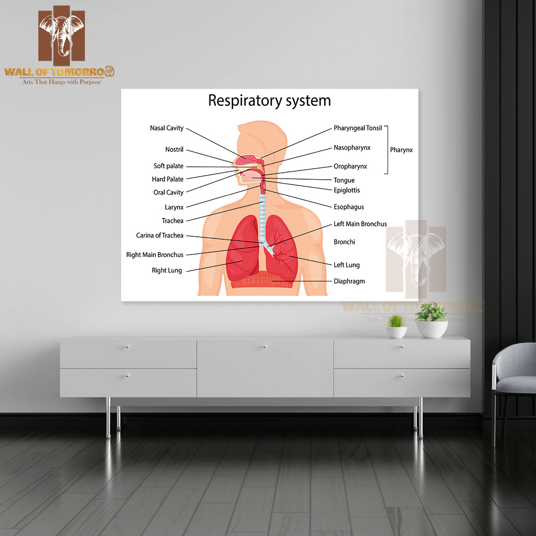 Human Respiratory System with Description of The Corresponding Parts Educational High Quality Unframed Poster Print & Waterproof Poster Print Wall Décor