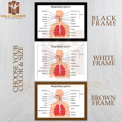 Human Respiratory System with Description of The Corresponding Parts Educational High Quality Glass Frame Wall Décor