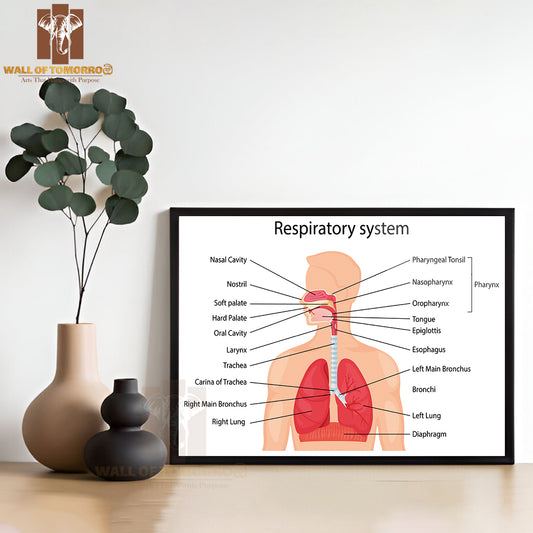 Human Respiratory System with Description of The Corresponding Parts Educational High Quality Glass Frame Wall Décor