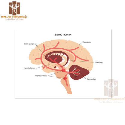 Serotonin Pathway in The Human Brain Educational High Quality Unframed Poster Print & Waterproof Poster Print Wall Décor