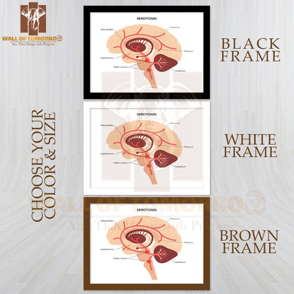 Serotonin Pathway in The Human Brain Educational High Quality Glass Frame Wall Décor