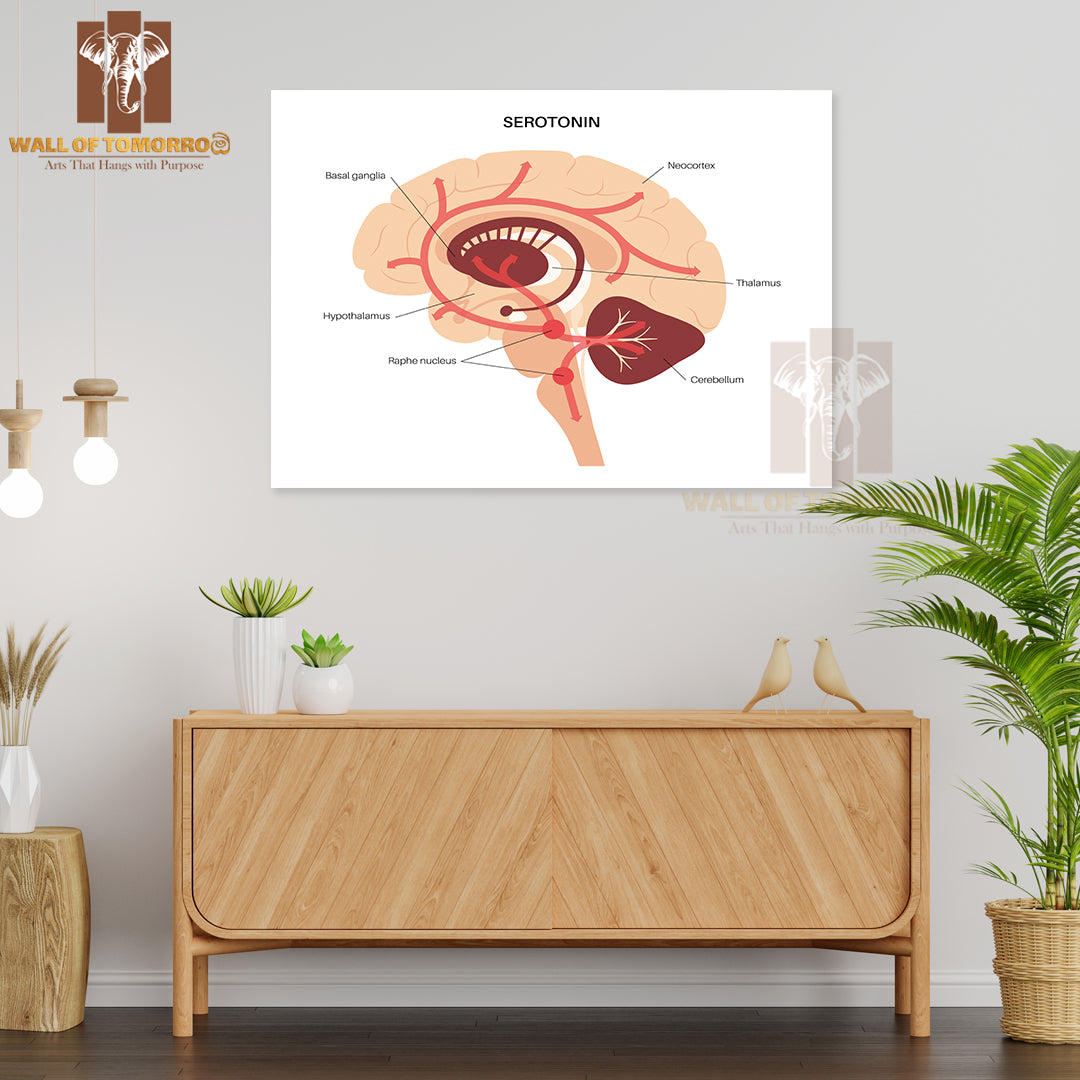 Serotonin Pathway in The Human Brain Educational High Quality Unframed Poster Print & Waterproof Poster Print Wall Décor