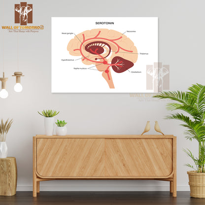 Serotonin Pathway in The Human Brain Educational High Quality Unframed Poster Print & Waterproof Poster Print Wall Décor
