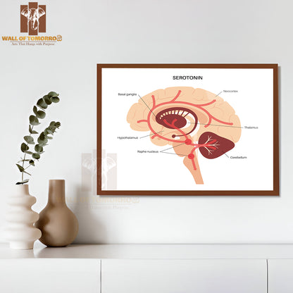 Serotonin Pathway in The Human Brain Educational High Quality Glass Frame Wall Décor