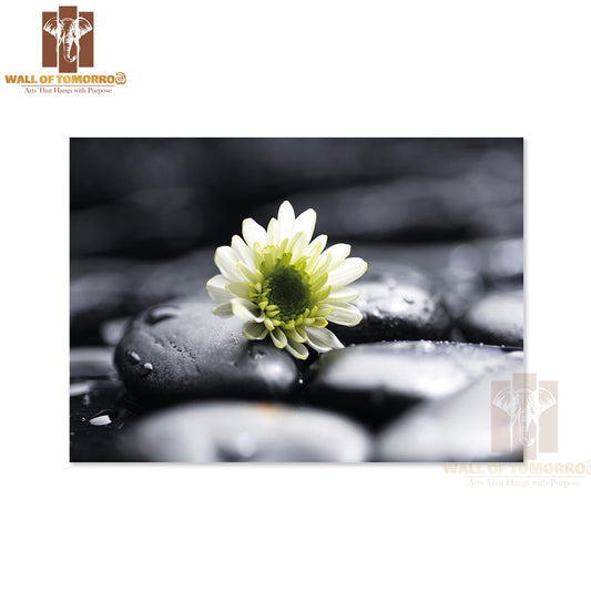 Still Life White Chamomiles on Pebbles High Quality Unframed Poster Print & Waterproof Poster Print Wall Décor