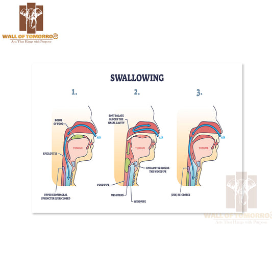 Swallowing Process Explanation with Anatomical Principal Stages Outline Diagram Educational High Quality Unframed Poster Print & Waterproof Poster Print Wall Décor