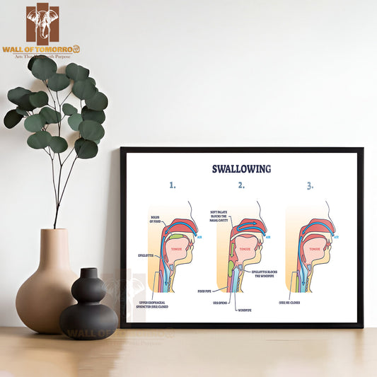 Swallowing Process Explanation with Anatomical Principal Stages Outline Diagram Educational High Quality Glass Frame Wall Décor