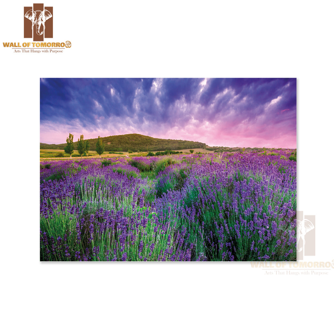 Sunset Over a Summer Lavender Field in Tihany, Hungary High Quality Unframed Poster Print & Waterproof Poster Print Wall Décor