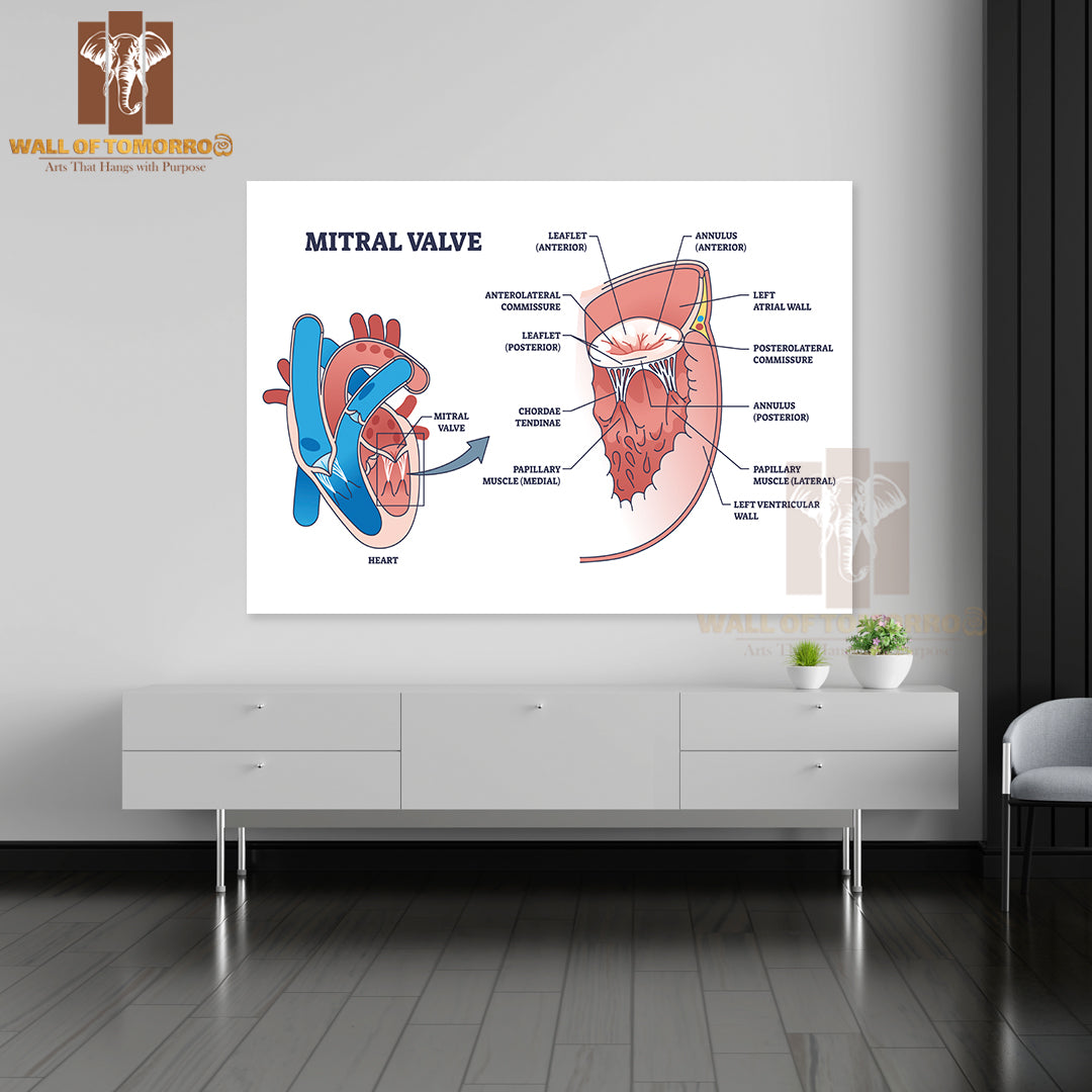 Mitral Valve Structure with Medical Cardio Heart Anatomy Outline Diagram Educational High Quality Unframed Poster Print & Waterproof Poster Print Wall Décor
