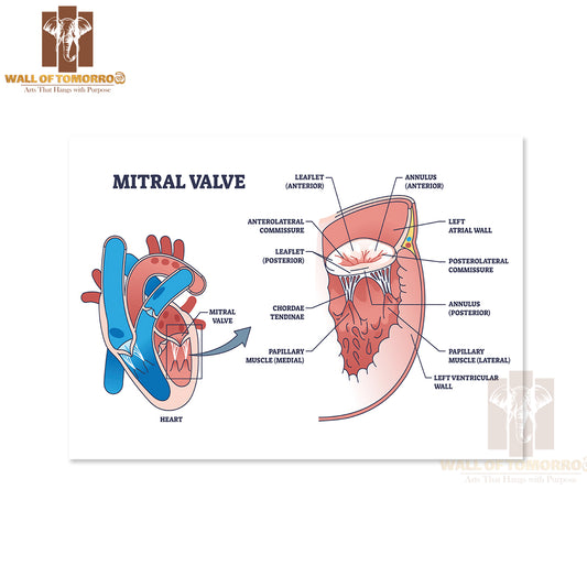 Mitral Valve Structure with Medical Cardio Heart Anatomy Outline Diagram Educational High Quality Unframed Poster Print & Waterproof Poster Print Wall Décor
