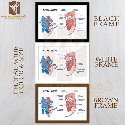 Mitral Valve Structure with Medical Cardio Heart Anatomy Outline Diagram Educational High Quality Glass Frame Wall Décor