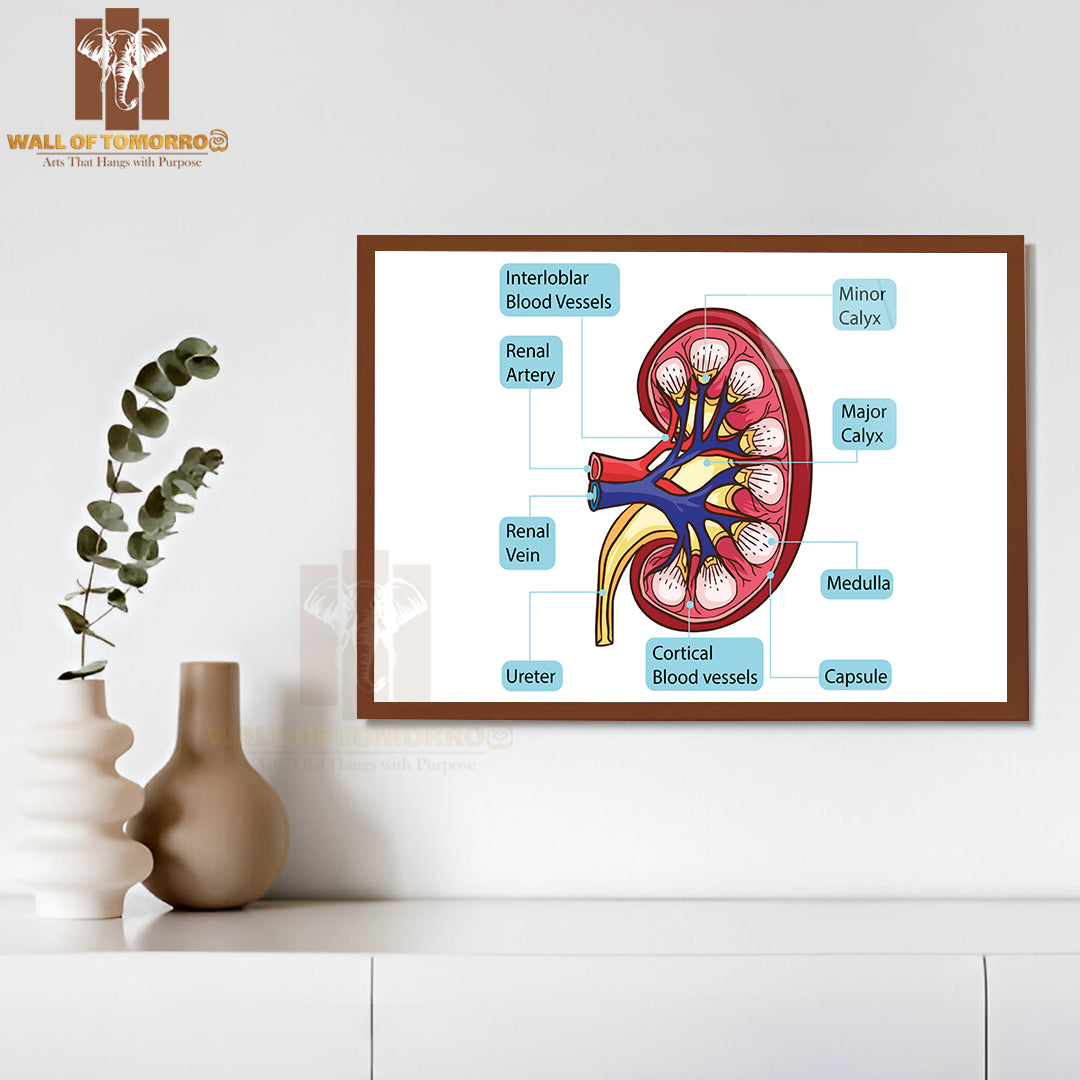 Inside Human Kidney Diagram Educational High Quality Glass Frame Wall Décor
