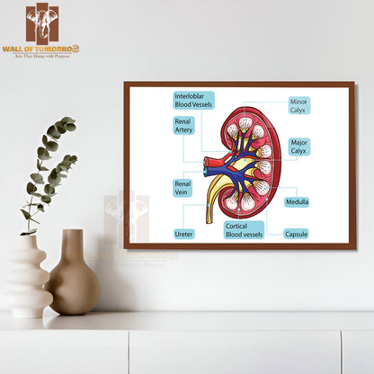 Inside Human Kidney Diagram Educational High Quality Glass Frame Wall Décor