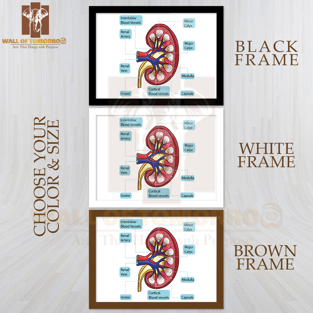 Inside Human Kidney Diagram Educational High Quality Glass Frame Wall Décor
