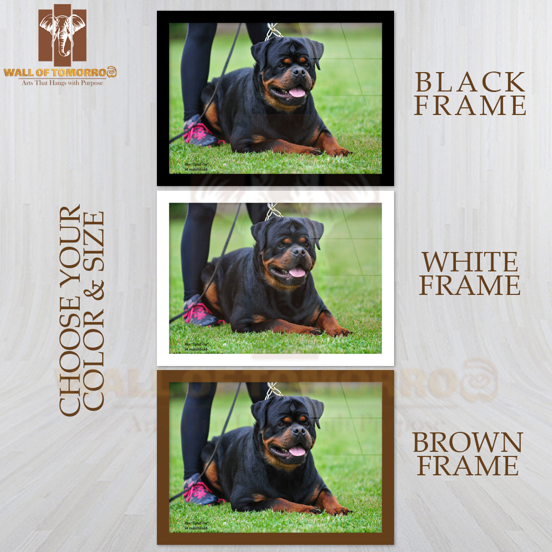 Rex Timit-tor Well Build Rottweiler High Quality Glass Frame Wall Décor