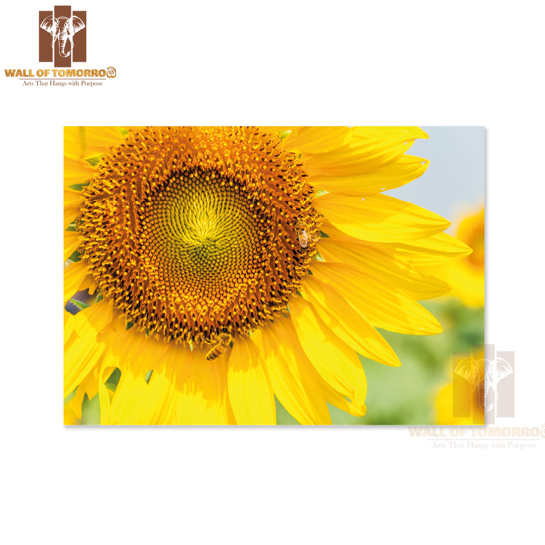 Blooming Sunflower with Bee in The Meadow of Large Farm High Quality Unframed Poster Print & Waterproof Poster Print Wall Décor