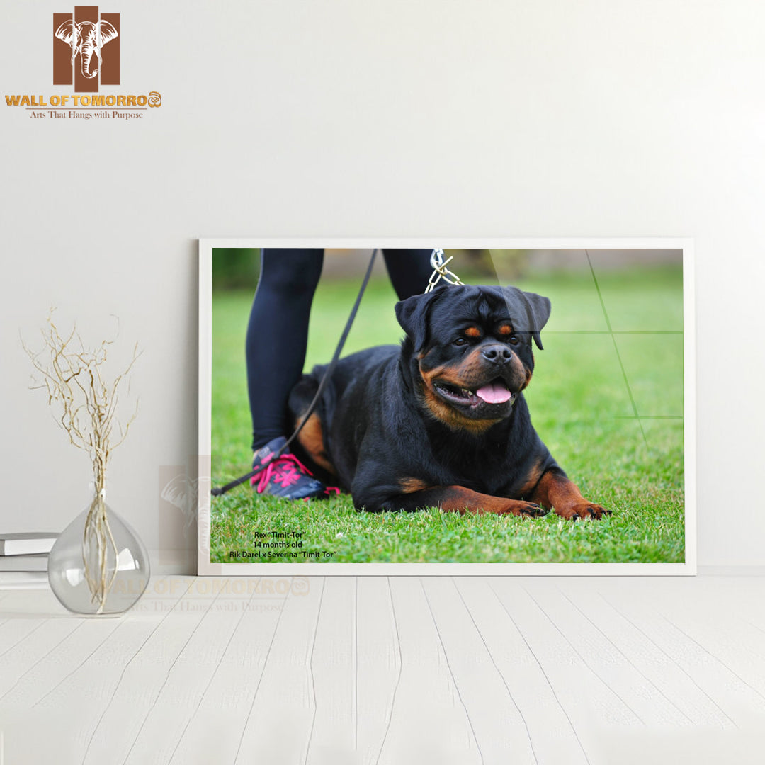 Rex Timit-tor Well Build Rottweiler High Quality Glass Frame Wall Décor