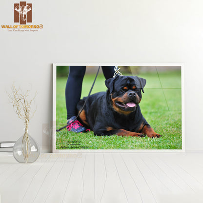 Rex Timit-tor Well Build Rottweiler High Quality Glass Frame Wall Décor