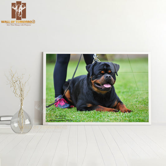 Rex Timit-tor Well Build Rottweiler High Quality Glass Frame Wall Décor