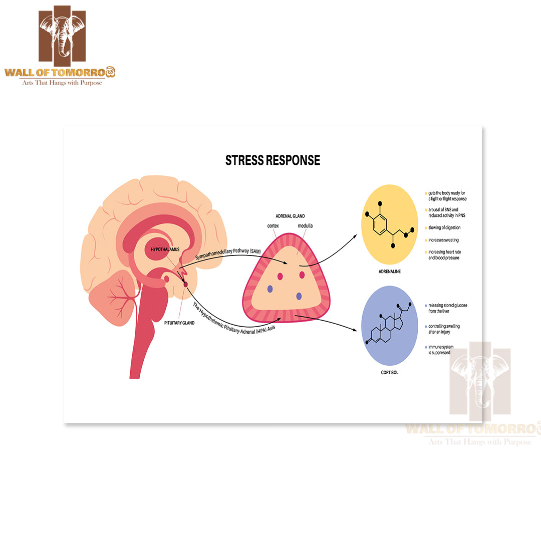 Stress Response System and Hypothalamic Pituitary Adrenal Axis Concep Educational High Quality Unframed Poster Print & Waterproof Poster Print Wall Décor