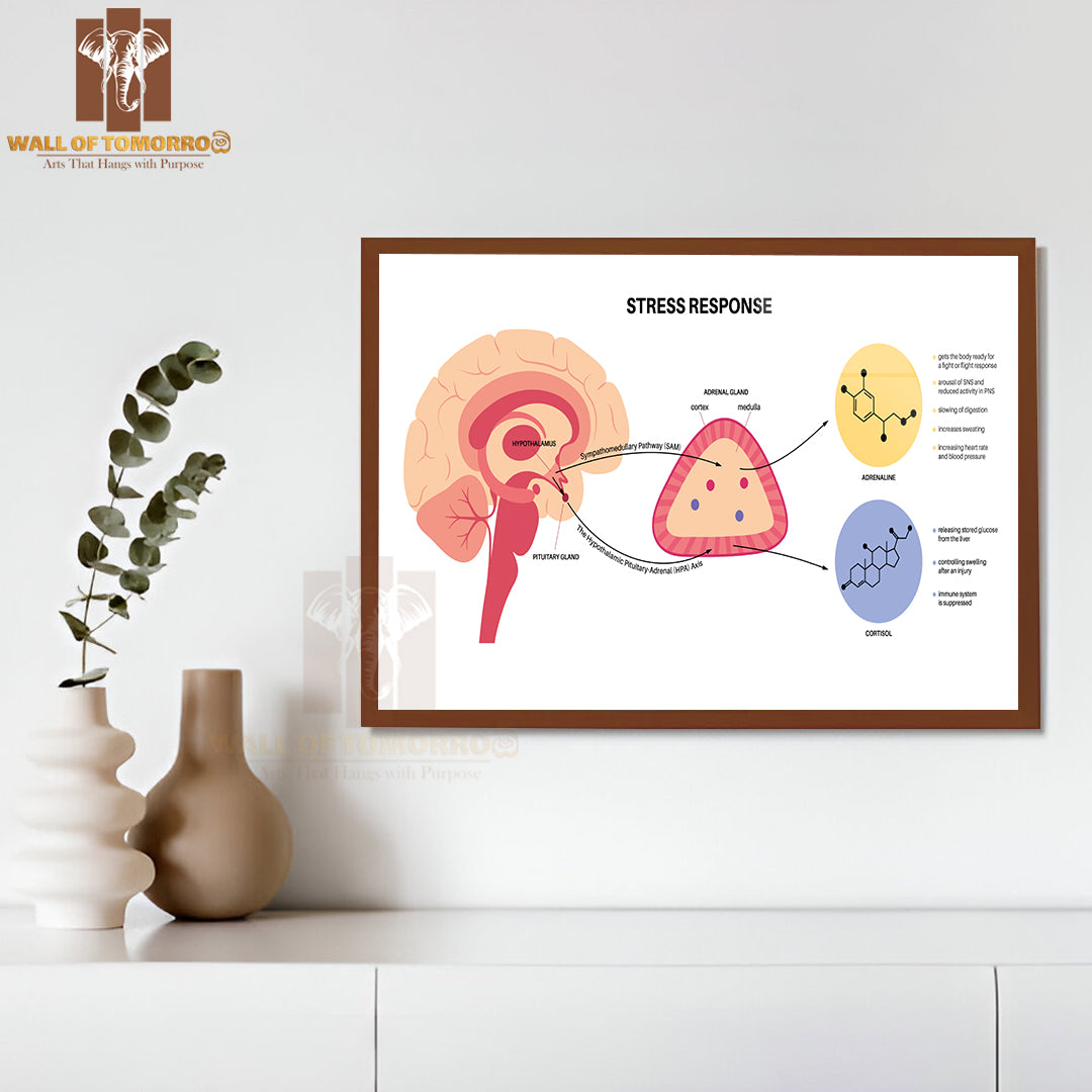 Stress Response System and Hypothalamic Pituitary Adrenal Axis Concep Educational High Quality Glass Frame Wall Décor