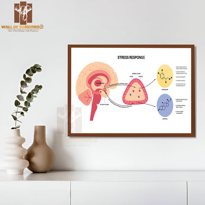 Stress Response System and Hypothalamic Pituitary Adrenal Axis Concep Educational High Quality Glass Frame Wall Décor