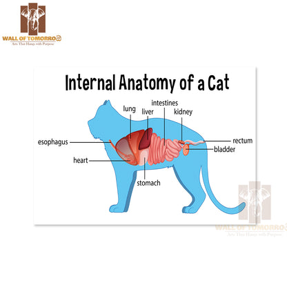 Anatomy Of a Domestic Cat Educational High Quality Unframed Poster Print & Waterproof Poster Print Wall Décor