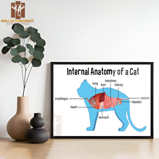 Anatomy Of a Domestic Cat Educational High Quality Glass Frame Wall Décor