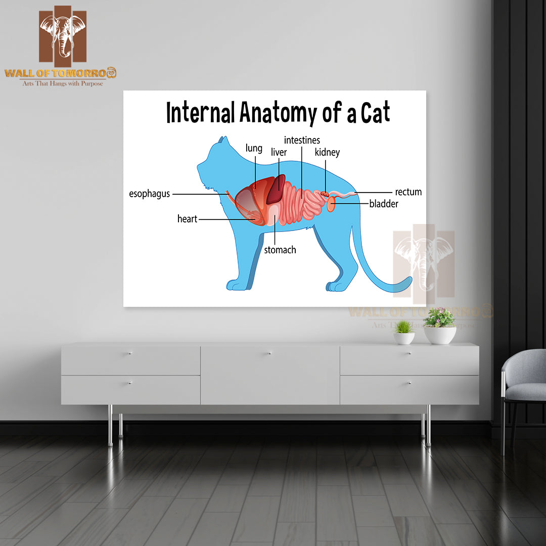 Anatomy Of a Domestic Cat Educational High Quality Unframed Poster Print & Waterproof Poster Print Wall Décor