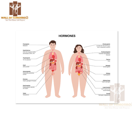 Hormones In the Obese Human Body. Endocrine System Educational High Quality Unframed Poster Print & Waterproof Poster Print Wall Décor