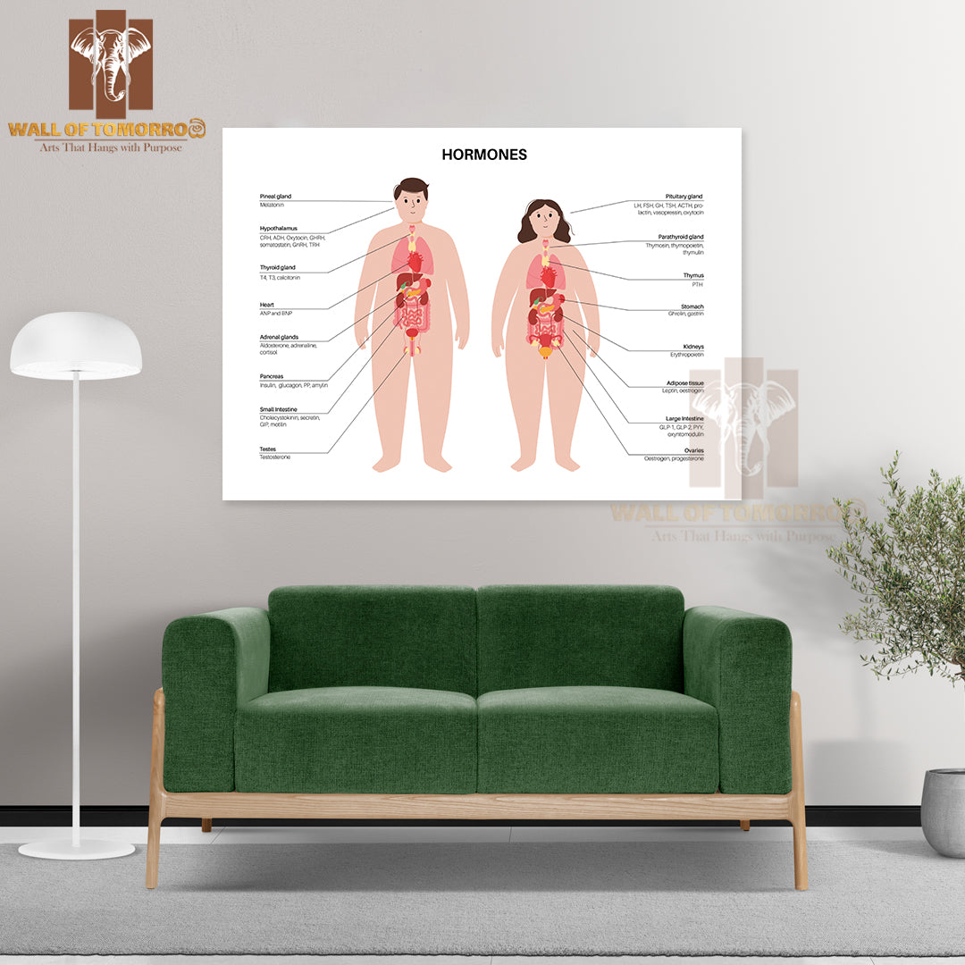 Hormones In the Obese Human Body. Endocrine System Educational High Quality Unframed Poster Print & Waterproof Poster Print Wall Décor