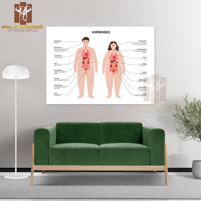 Hormones In the Obese Human Body. Endocrine System Educational High Quality Unframed Poster Print & Waterproof Poster Print Wall Décor