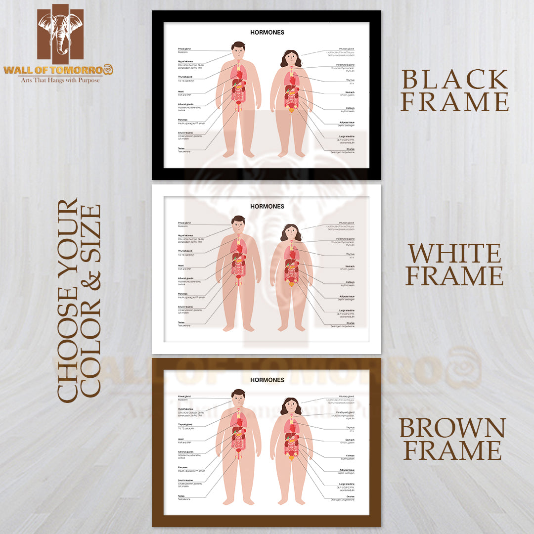 Hormones In the Obese Human Body. Endocrine System Educational High Quality Glass Frame Wall Décor