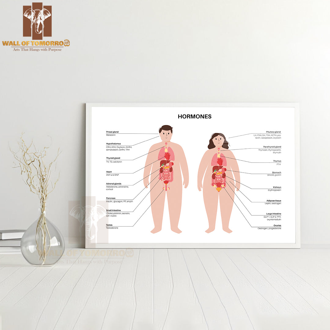 Hormones In the Obese Human Body. Endocrine System Educational High Quality Glass Frame Wall Décor