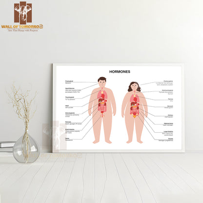 Hormones In the Obese Human Body. Endocrine System Educational High Quality Glass Frame Wall Décor
