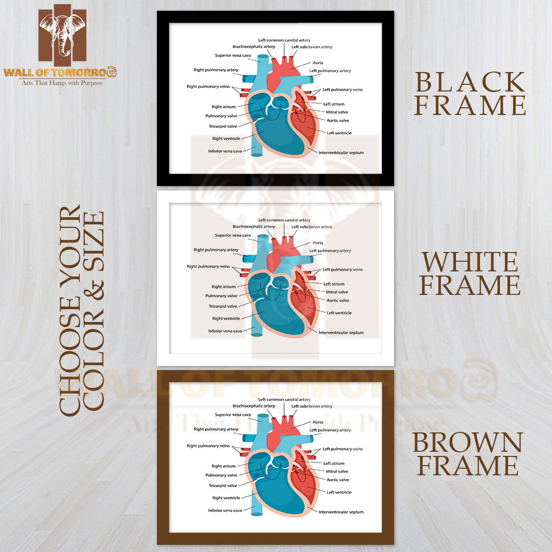 Heart Anatomy Close-Up with Descriptions. Cardiology Concept Educational High Quality Glass Frame Wall Décor