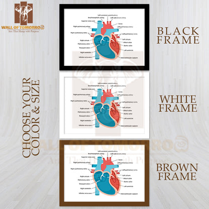 Heart Anatomy Close-Up with Descriptions. Cardiology Concept Educational High Quality Glass Frame Wall Décor