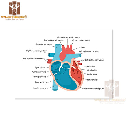 Heart Anatomy Close-Up with Descriptions. Cardiology Concept Educational High Quality Unframed Poster Print & Waterproof Poster Print Wall Décor