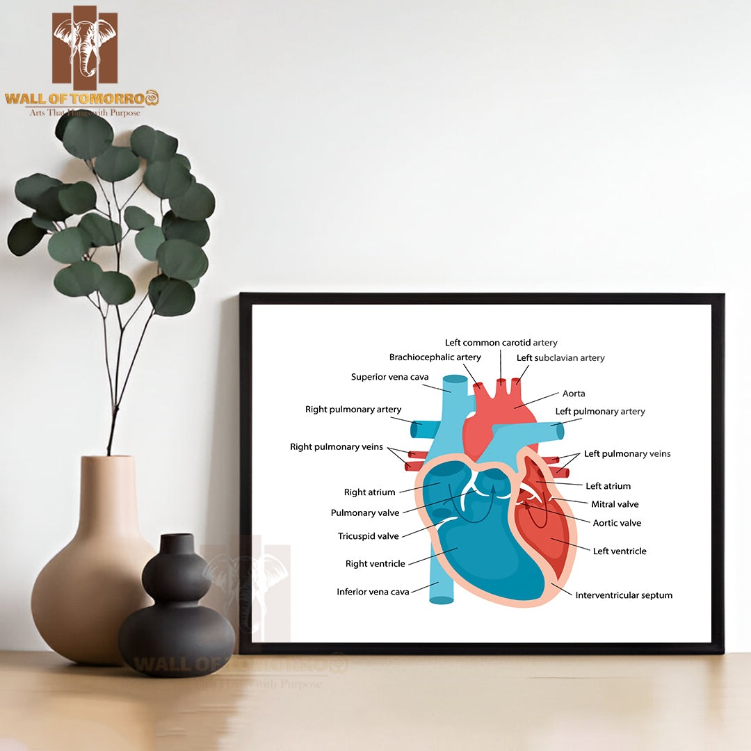 Heart Anatomy Close-Up with Descriptions. Cardiology Concept Educational High Quality Glass Frame Wall Décor