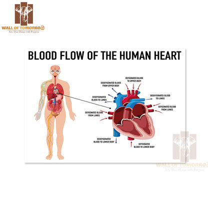 Diagram Showing Blood Flow of Human Heart Educational High Quality Unframed Poster Print & Waterproof Poster Print Wall Décor