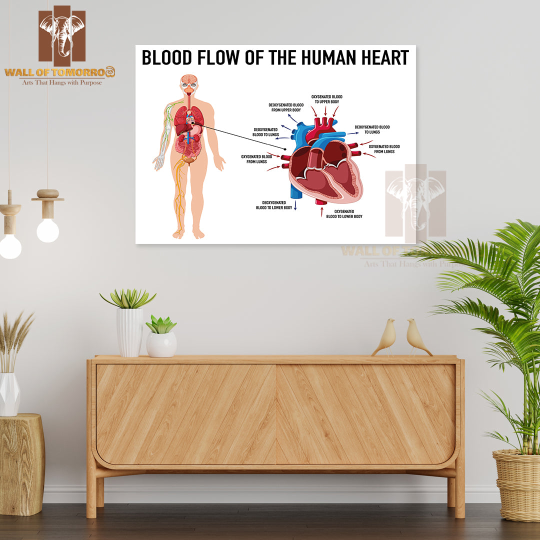 Diagram Showing Blood Flow of Human Heart Educational High Quality Unframed Poster Print & Waterproof Poster Print Wall Décor
