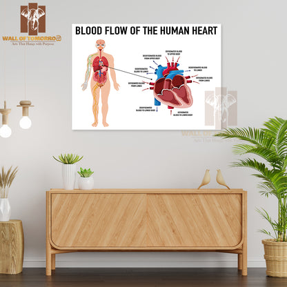 Diagram Showing Blood Flow of Human Heart Educational High Quality Unframed Poster Print & Waterproof Poster Print Wall Décor