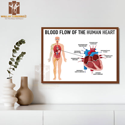 Diagram Showing Blood Flow of Human Heart Educational High Quality Glass Frame Wall Décor